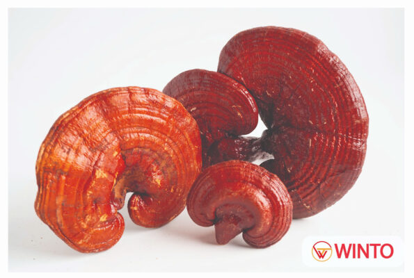 Nấm linh chi không phải là một viên thuốc "đốt mỡ" thần tốc