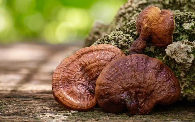 Hãy biến việc dùng nấm linh chi thành thói quen mỗi ngày. Đó là cách đầu tư thông minh và rẻ nhất cho tương lai. Một cơ thể khỏe mạnh là nền tảng của mọi hạnh phúc.