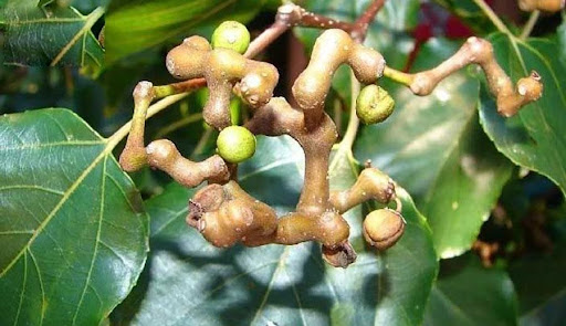 Cây Hovenia thực sự là món quà vô giá mà thiên nhiên ban tặng cho con người