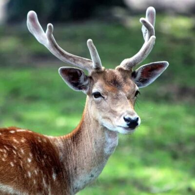 Nhung hươu được phân thành nhiều loại khác nhau. Mỗi loại có giá trị dinh dưỡng riêng.