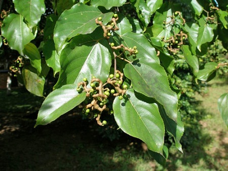 Cây Hovenia có tên khoa học đầy đủ và chính xác là Hovenia Dulcis. Trên thế giới, người ta thường gọi nó với cái tên Oriental Raisin Tree. Dịch ra tiếng Việt có nghĩa là "Nho khô phương Đông" đầy chất thơ.