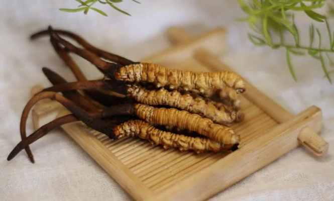 Đông trùng hạ thảo từ lâu đã được biết đến là một vị thuốc quý trong nền Y học cổ truyền phương Đông