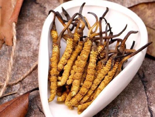 Nấm thật có mùi thơm như nấm rơm, hơi tanh nhẹ của côn trùng. Khi nhai, nấm thật có vị bùi, ngọt nhẹ và càng nhai càng thơm.