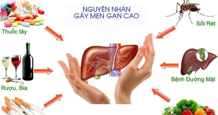 Gan được ví như "vị tổng quản" cần mẫn nhất của cơ thể chúng ta. Nó đảm nhận hơn 500 chức năng quan trọng khác nhau mỗi ngày. Trong đó, nhiệm vụ quan trọng nhất chính là thanh lọc và giải độc.