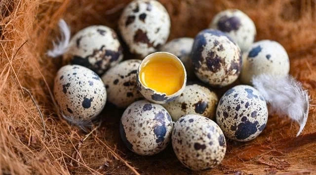 Hàm lượng Lecithin trong trứng cút cao hơn trứng gà nhiều lần
